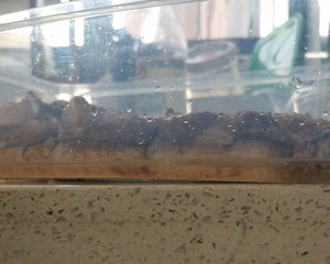 空氣炸鍋版家常脆皮五花肉的做法 步驟7